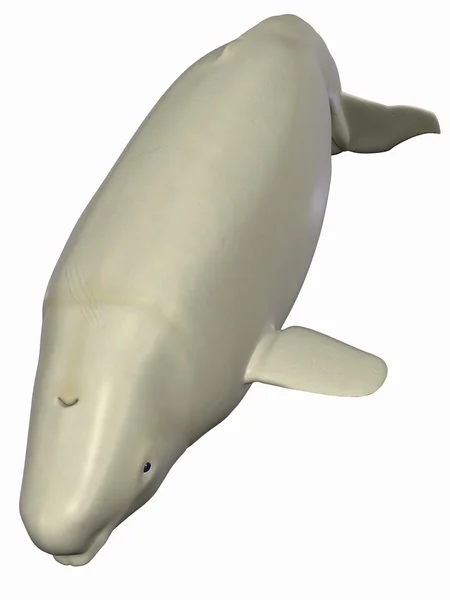 Beluga - White Whale — Stock Photo, Image