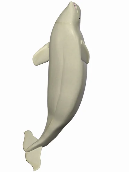 Beluga - Baleia branca — Fotografia de Stock