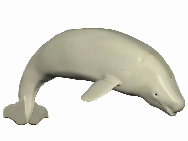 Beluga - bílá velryba — Stock fotografie