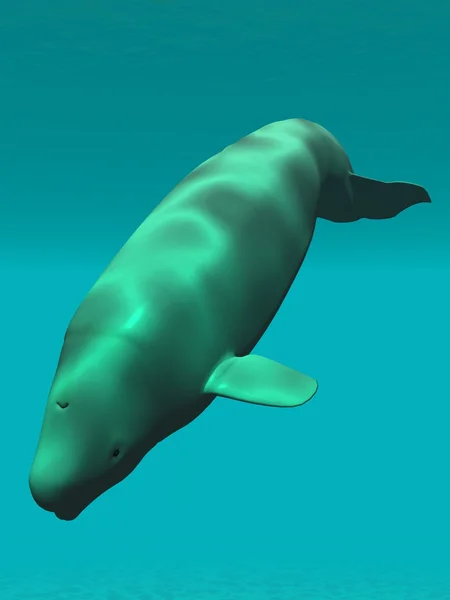 Beluga - λευκή φάλαινα — Φωτογραφία Αρχείου
