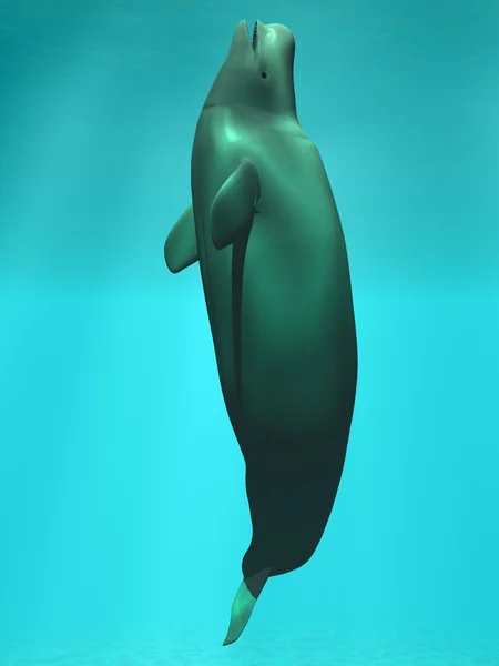Beyaz - beyaz balina — Stok fotoğraf