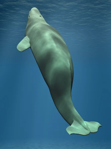 Beluga - White Whale — Stock Photo, Image