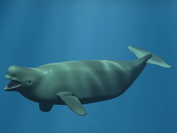 Beluga - biały wieloryb — Zdjęcie stockowe