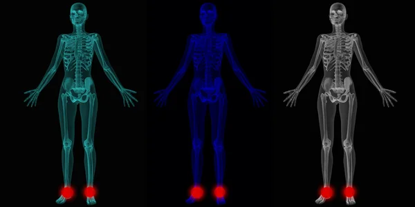 Анатомія людського тіла — стокове фото