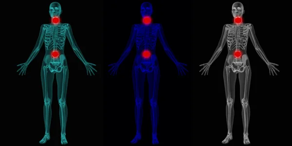 Corpo de anatomia humana — Fotografia de Stock