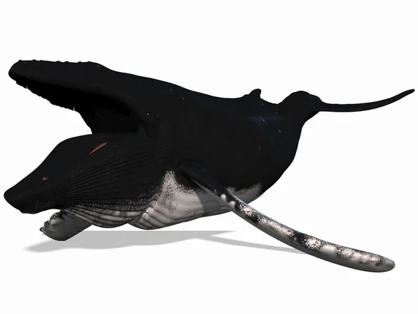 Горбатий кит — стокове фото