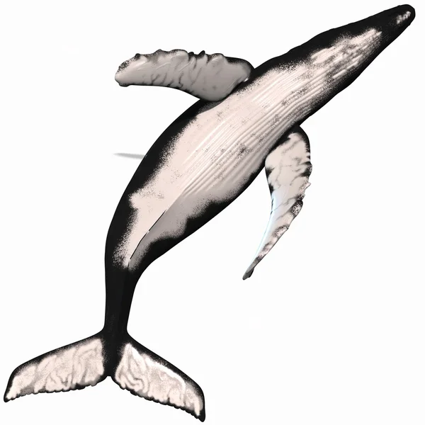 Горбатий кит — стокове фото