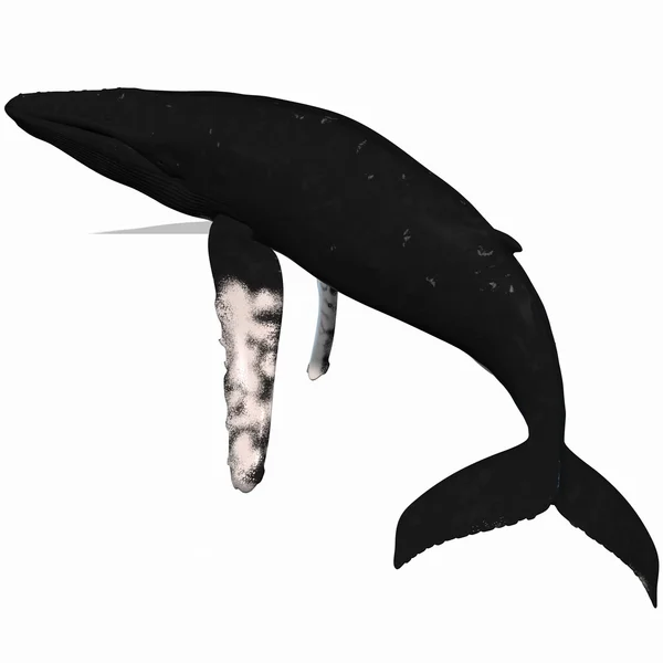 ザトウクジラ — ストック写真