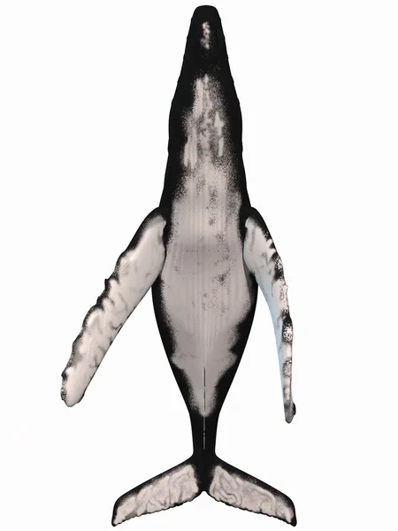 Baleia jubarte — Fotografia de Stock