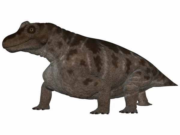 Keratocephalus - 3d dinosaurus — Stock fotografie