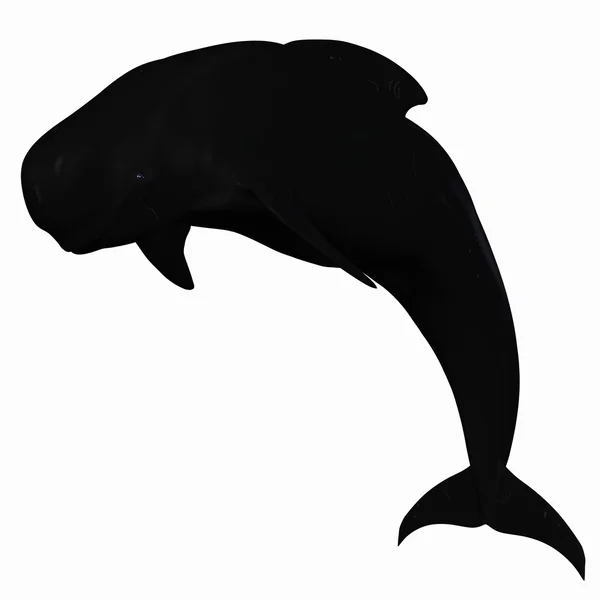Pilot Whale — Zdjęcie stockowe
