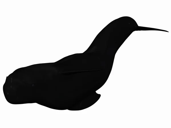 ゴンドウクジラ — ストック写真