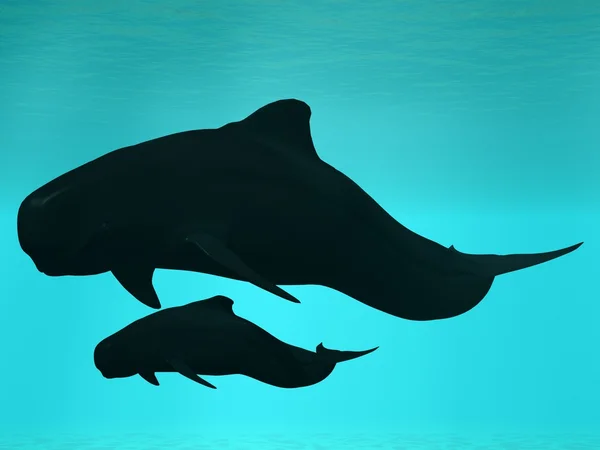 ゴンドウクジラ — ストック写真