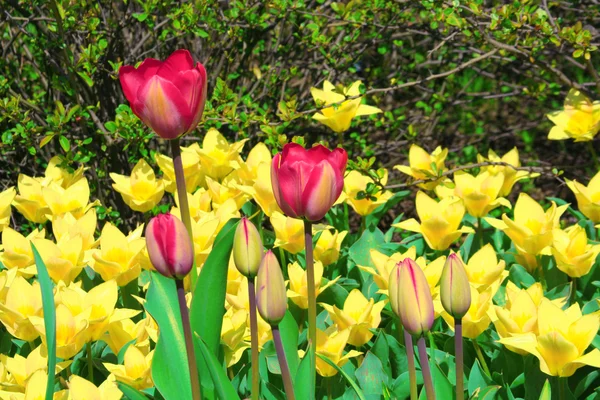 Stock image Yellow and pink tulips