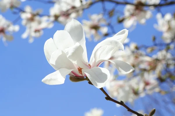 stock image Japanese magnolia