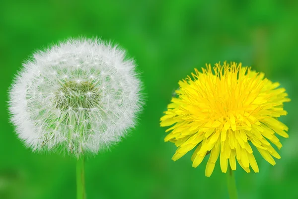 stock image Two dandelions