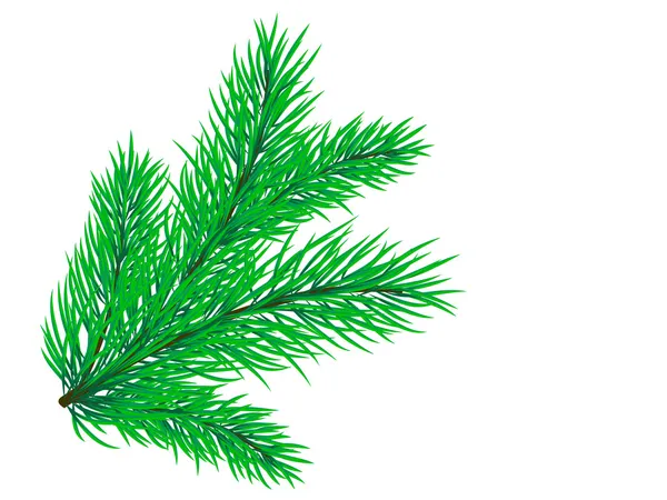 Pine branch — Stock Vector