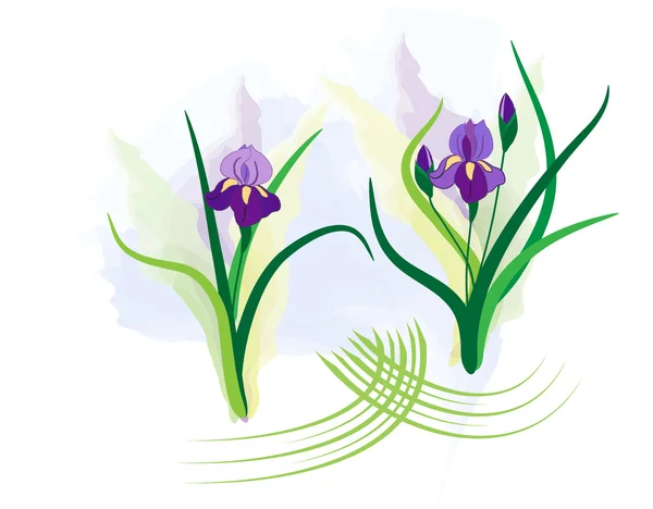 Iris ungu vektor - Stok Vektor