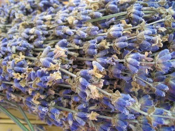 Flores secas de lavanda fotos de stock, imágenes de Flores secas de lavanda  sin royalties | Depositphotos