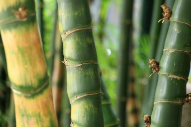 Bambu ormanı arka plan