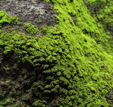 Moss on rock clipart