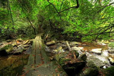 Footbridge in forest clipart