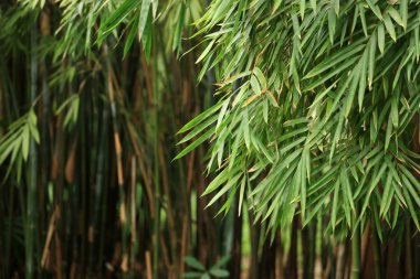 Bambu ormanı