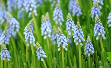 Flower, muscari botryoides clipart