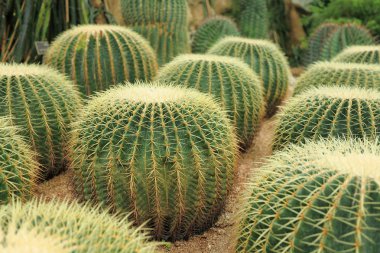 Cactaceae