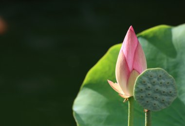 Lotus