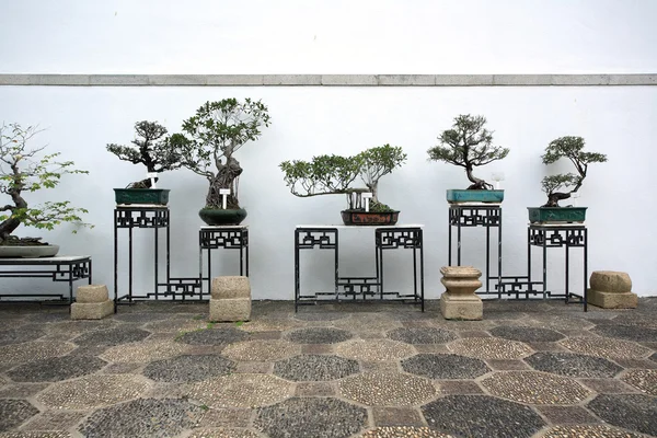 Bonsai in a chinese style garden — Stock Photo, Image