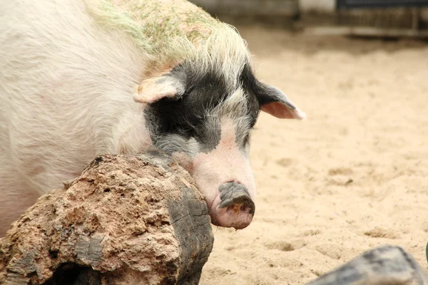 O Porco — Fotografia de Stock