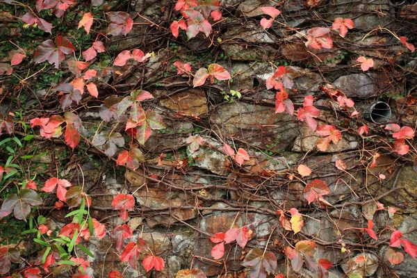 Wall with many red leaf — Stock Photo, Image