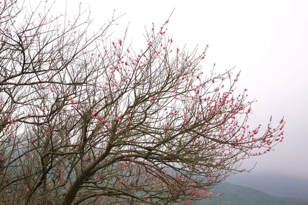 Flor de pêssego — Fotografia de Stock