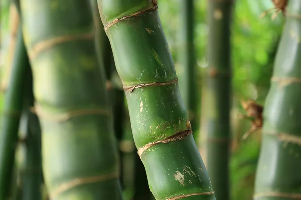 Bambusové pozadí lesa — Stock fotografie