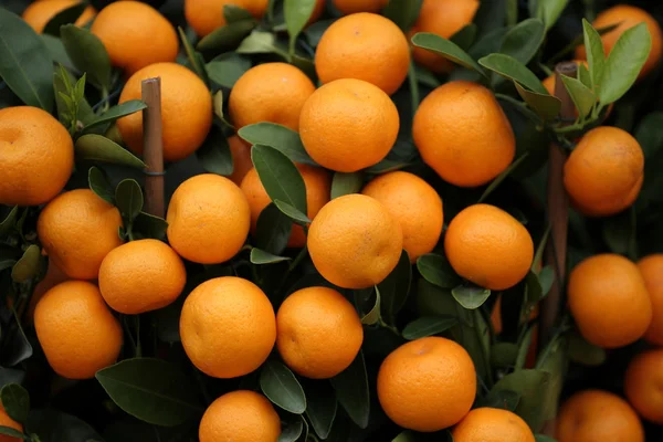 stock image Kumquat