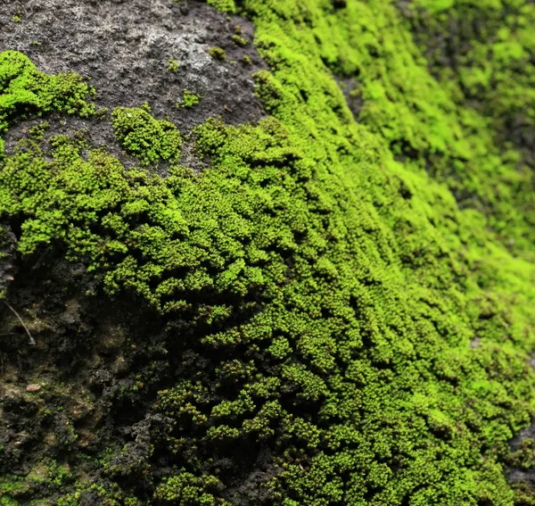 在岩石上的苔藓 — 图库照片