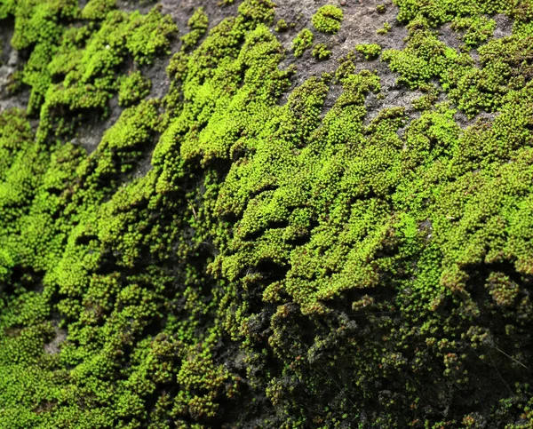 Moss. — Foto de Stock