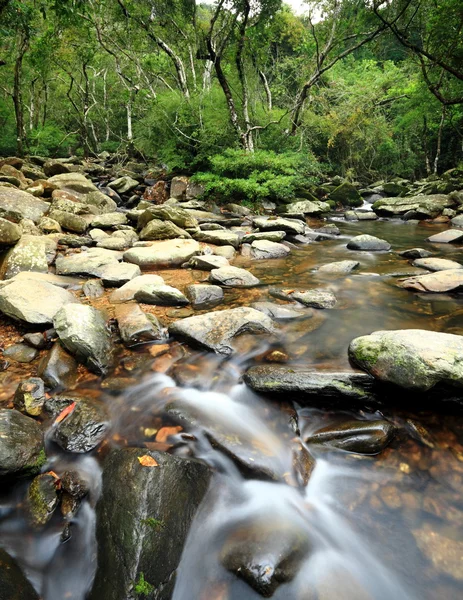 Manantial de agua en bosque — Foto de Stock
