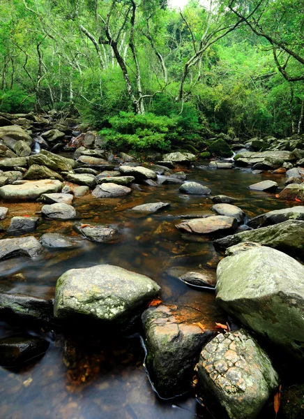 아름 다운 물 봄 숲, 긴 전자 — 스톡 사진