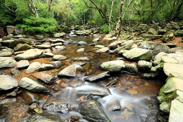 Waterbron in het bos — Stockfoto
