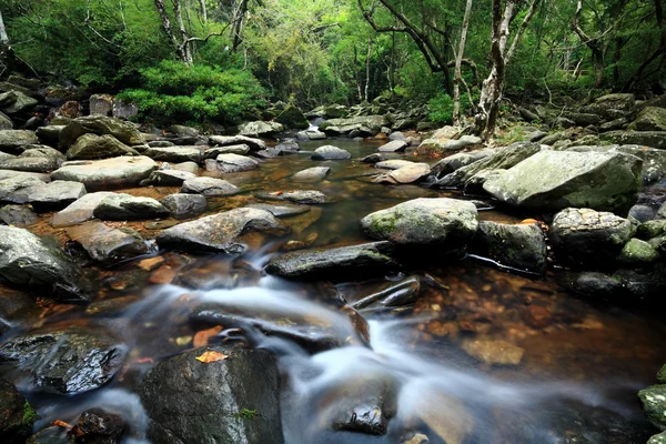 Źródło wody w lesie — Zdjęcie stockowe