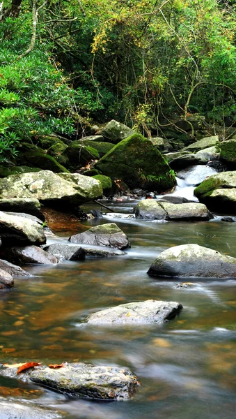 Bela nascente de água na floresta — Fotografia de Stock