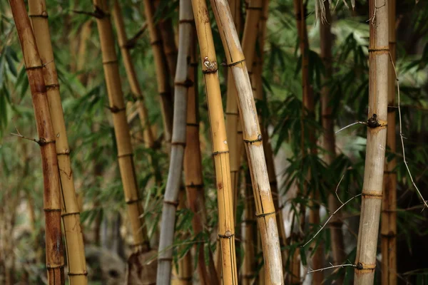 Bamboo forest background — Stock Photo, Image