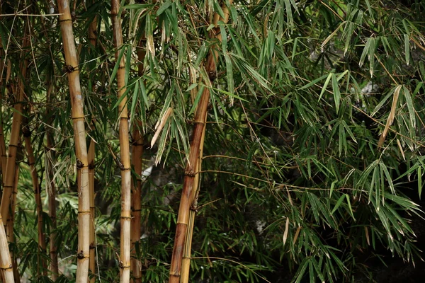 stock image Bamboo forest background