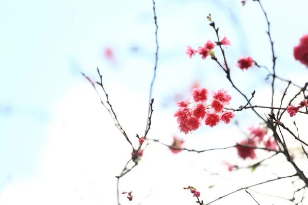 stock image Sakura japanese cherry blossoms