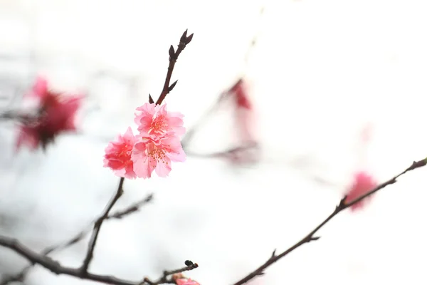 Kirschblüten — Stockfoto