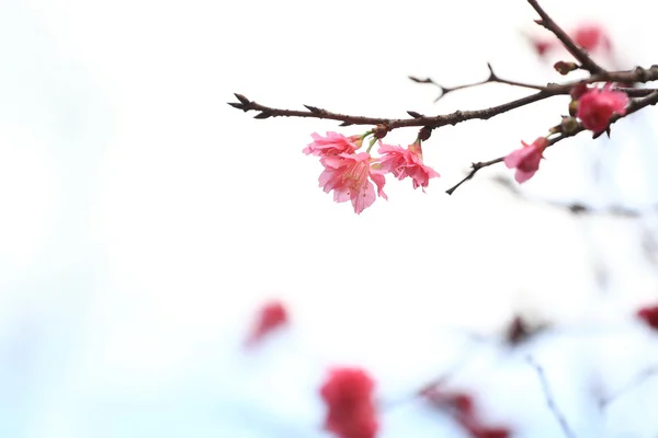 stock image Cherry blossoms