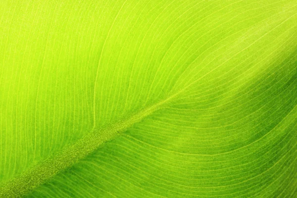 Leaf details — Stock Photo, Image
