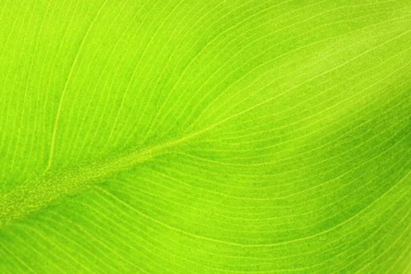 Leaf — Stock Photo, Image
